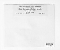 Passalora rhoina image